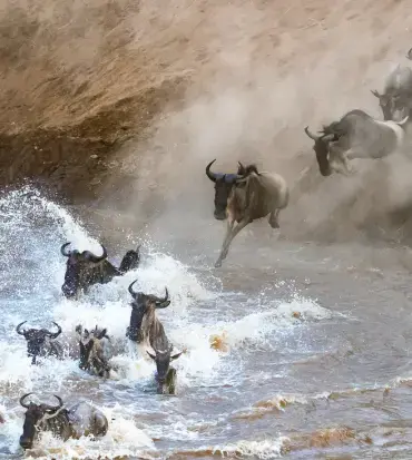 The Great Migration