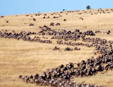 Finding Magic in the Mara: My Journey with Victoria Crowns