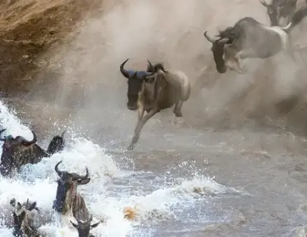 Finding Magic in the Mara: My Journey with Victoria Crowns